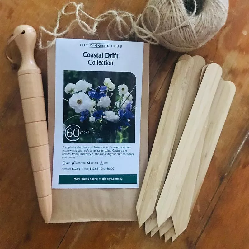 Cut Flower Bundle - Coastal Drift (60 Corms)